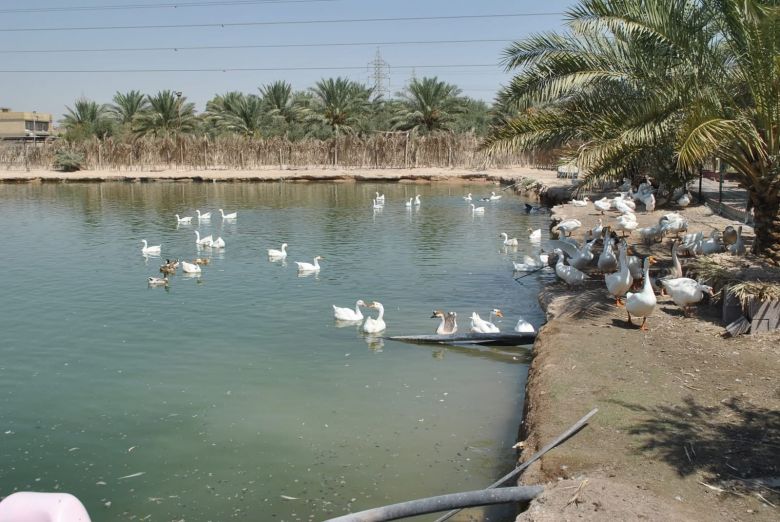 بيئة كربلاء تنفذ عمليات كشف لحماية الطيور المهاجرة